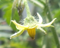 Solanum lycopersicum