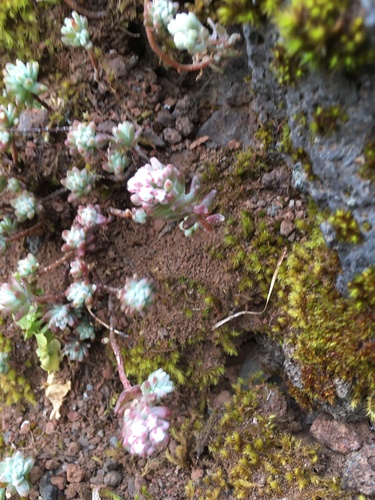 Sedum farinosum image