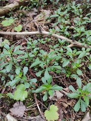 Phedimus kamtschaticus