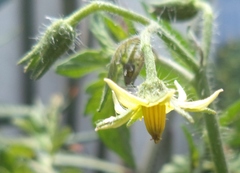 Solanum lycopersicum