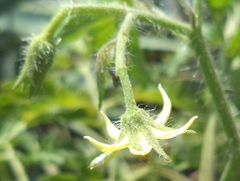 Solanum lycopersicum
