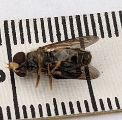 Parhelophilus flavifacies