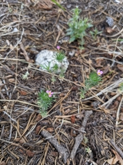 Leptosiphon ciliatus