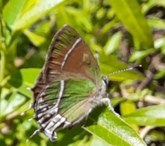 Callophrys xami