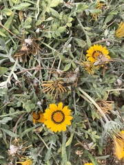 Arctotheca calendula