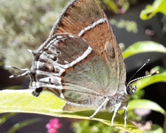 Callophrys xami