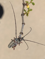 Plionoma rubens
