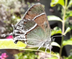 Callophrys xami