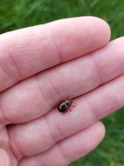 Chrysolina staphylaea