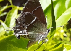 Callophrys xami