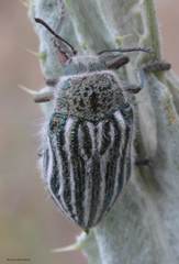 Julodis