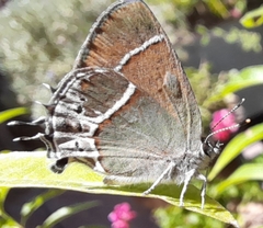 Callophrys xami
