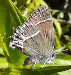 Callophrys xami