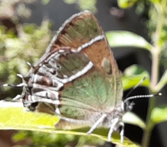 Callophrys xami