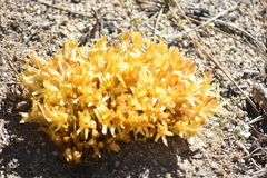 Aphyllon californicum
