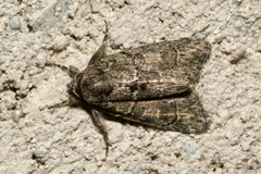 Cryphia fraudatricula