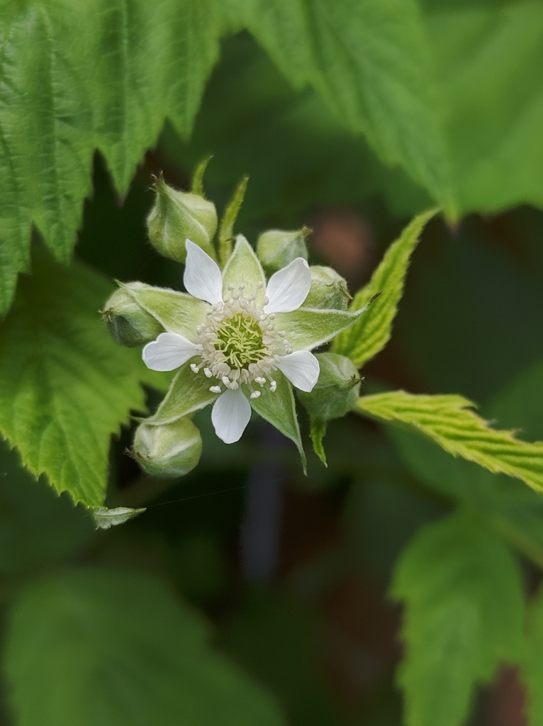 black raspberry in May 2022 by T. Middleton · iNaturalist