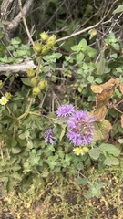 Monardella purpurea