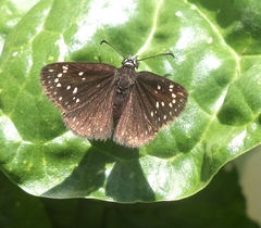 Pholisora