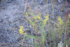 Astragalus douglasii