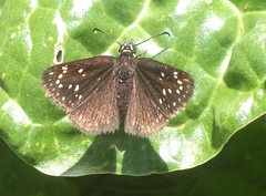 Pholisora