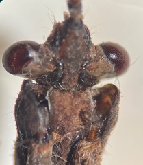 Ranatra australis