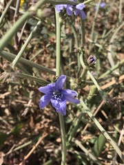 Cichorium intybus