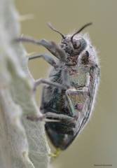 Julodis