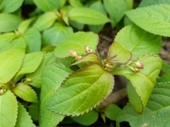 Impatiens glandulifera