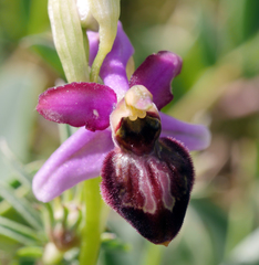Ophrys sphegodes aveyronensis