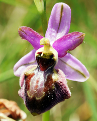 Ophrys sphegodes aveyronensis