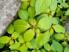Impatiens glandulifera