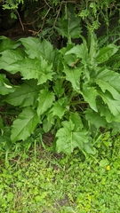 Silphium perfoliatum perfoliatum