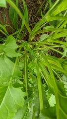 Silphium perfoliatum perfoliatum