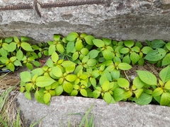 Impatiens glandulifera