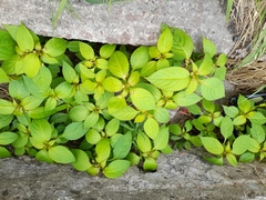 Impatiens glandulifera