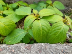 Impatiens glandulifera