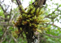 Orthotrichum pulchellum