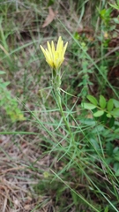 Scorzonera angustifolia