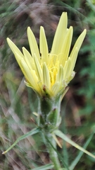 Scorzonera angustifolia