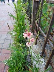 Verbascum × rubiginosum