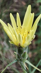 Scorzonera angustifolia