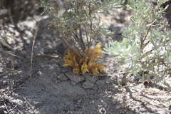 Aphyllon californicum feudgei