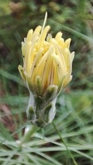 Scorzonera angustifolia