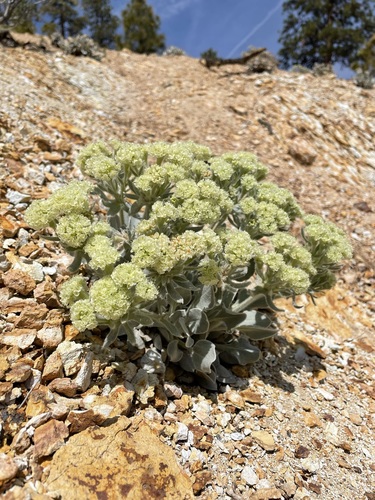 Image of Eriogonum robustum by (c) Matt Berger, some rights reserved (CC BY)