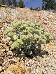 Eriogonum robustum