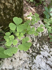 Oxalis grandis