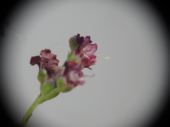 Scrophularia juratensis