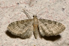 Eupithecia haworthiata