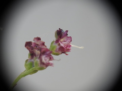 Scrophularia juratensis